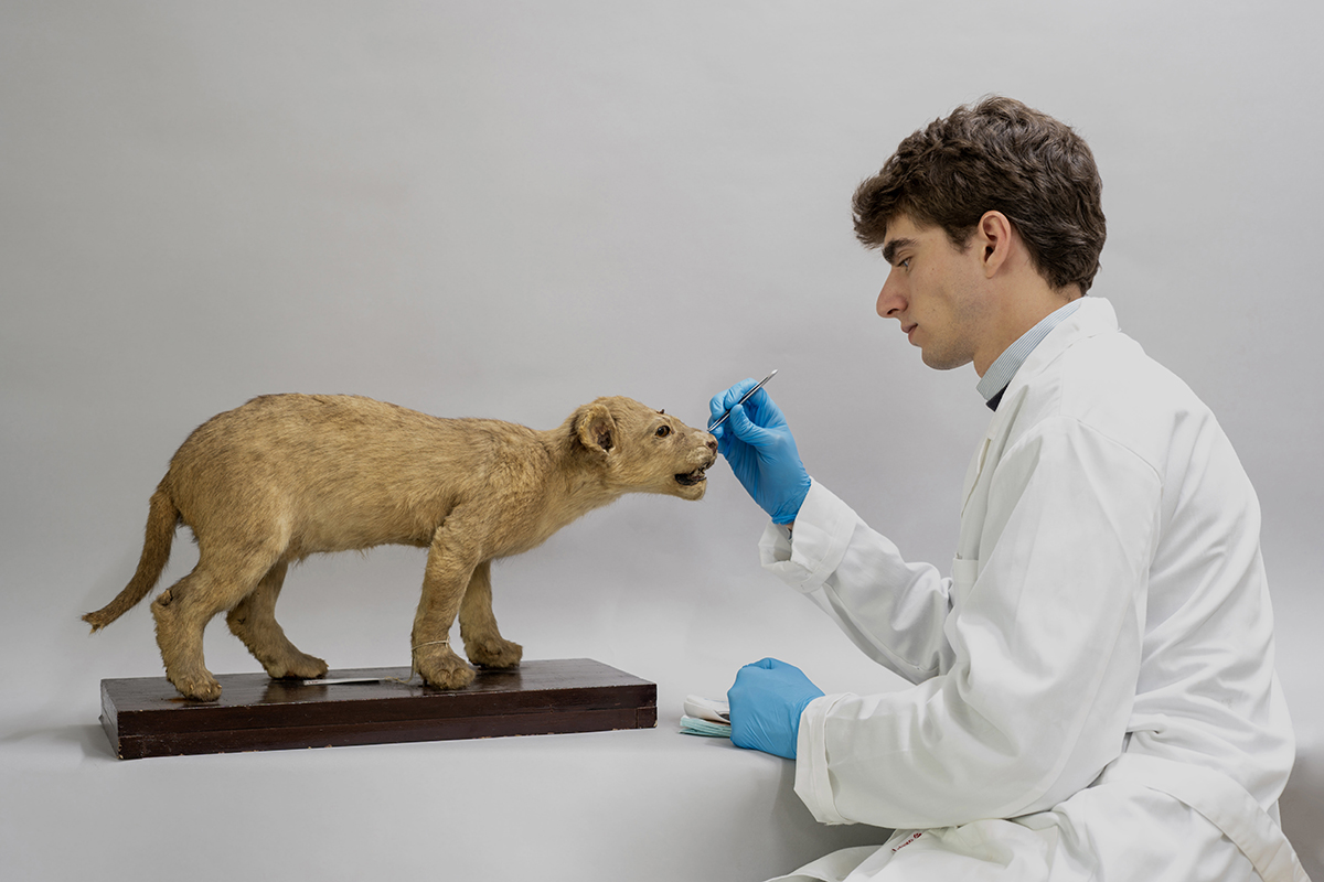 Análisis del estado de conservación de ejemplar juvenil de Panthera leo, adquirido en París antes de 1857
