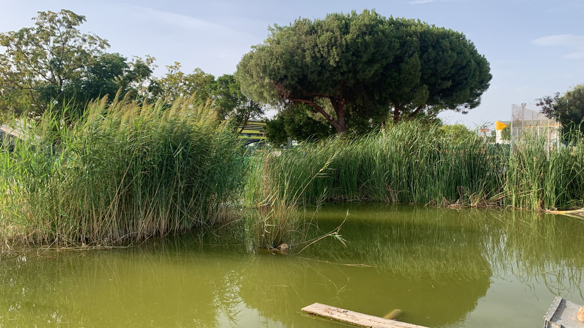 Estanque naturalizado en el barrio de Torreblanca