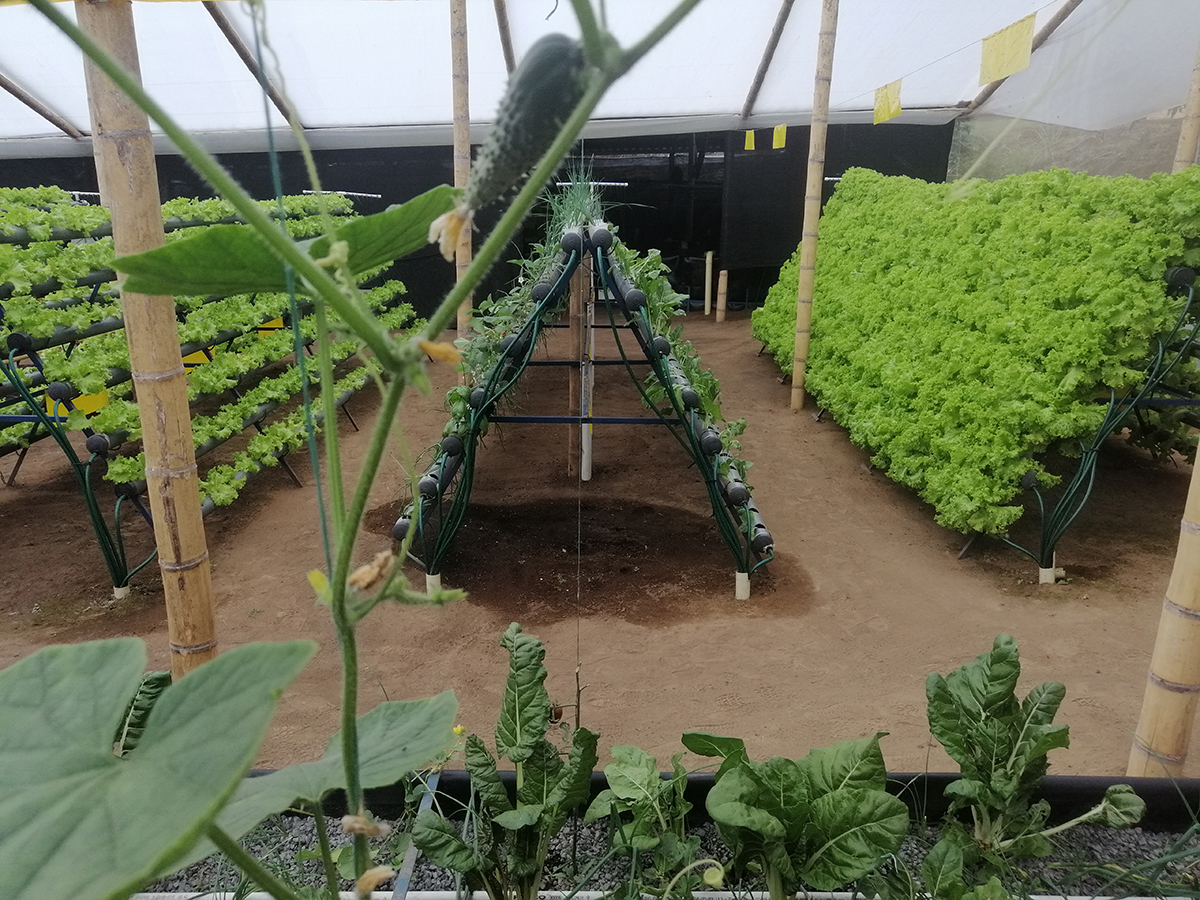 Instalación acuapónica en el departamento del Cauca