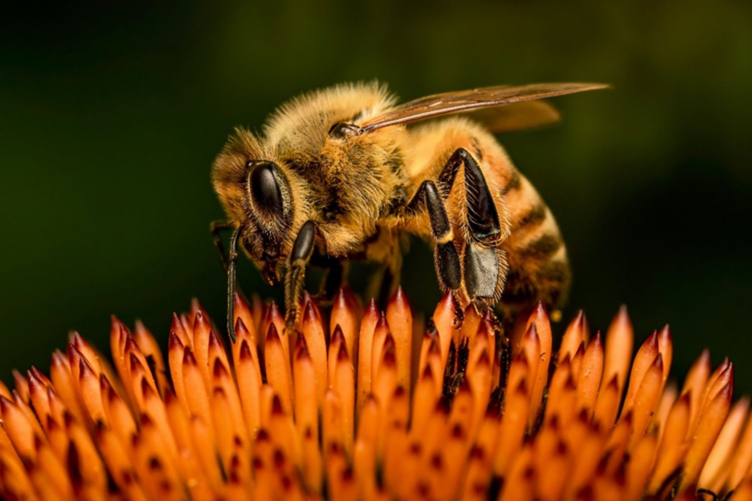 Imagen de recurso de una abeja polinizando